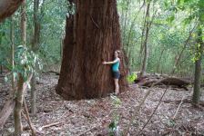 Wollongong Woollybutt "Mr  Fat"  : Eucalyptus saligna x E. botryoides