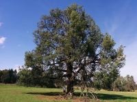 Pine - White Cypress : Callitris glaucophylla