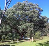 Box - Yellow : Eucalyptus melliodora