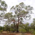 Coolibah - Gum-barked : Eucalyptus intertexta