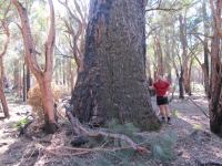 Jarrah "Holmes" : Eucalyptus marginata