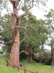 Gum - Sydney Red, Rusty, Smooth-barked Apple : Angophora costata