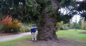 Bunya Pine : Araucaria bidwillii