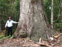 Gum - Mountain Grey,  Monkey : Eucalyptus cypellocarpa