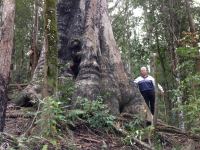 Brown Barrel : Eucalyptus fastigata