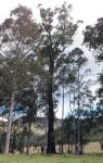 Ironbark - Narrow-leaved Red : Eucalyptus crebra