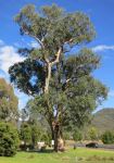Gum - Blakely's Red : Eucalyptus blakelyi