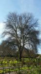 Oak - Pin : Quercus palustris 
