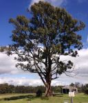 Peppermint - Narrow-leaved : Eucalyptus radiata