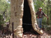 Gum - Scribbly  : Eucalyptus racemosa