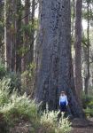 Stringybark - Messmate : Eucalyptus obliqua