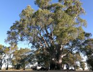 Gum - River Red : Eucalyptus camaldulensis