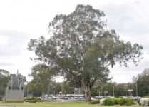 Box - Grey : Eucalyptus molucanna