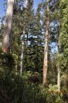 Redwood - Coastal : Sequoia sempervirens