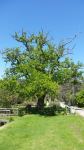 Oak : Quercus robur