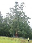 Mountain Ash : Eucalyptus regnans