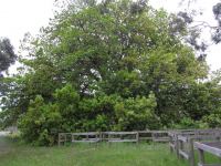Oak - Algerian  : Quercus canariensis
