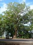 Paperbark - Broad Leafed : Melaleuca leucadendra