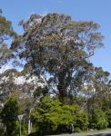 Gum - Mountain Grey, Monkey : Eucalyptus cypellocarpa