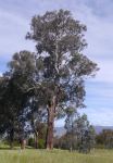 Box - Yellow : Eucalyptus melliodora