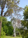 Gum - Brittle : Eucalyptus mannifera ssp maculosa