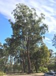 Box - Gum-topped : Eucalyptus moluccana