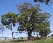 Box - Bimble, Poplar : Eucalyptus populnea