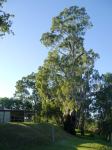 Gum - River Red : Eucalyptus camaldulensis