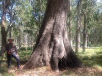 Gum - Shining  : Eucalyptus nitens