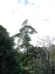 Quandong - Blue : Elaeocarpus angustifolius