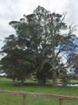 Gum - White Giant : Eucalyptus nobilis