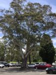 Ash - Blue Mountains : Eucalyptus oreades