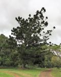Pine - Hoop : Araucaria cunninghamii