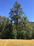 Stringybark - Messmate : Eucalyptus obliqua