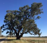 Box - Apple : Eucalyptus bridgesiana