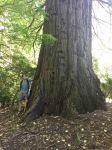 Redwood - Giant Sequioa : Sequoiadendron giganteum