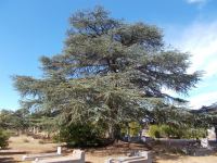 Cedar - Blue Atlas : Cedrus atlantica "Glauca"