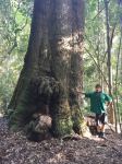 Gympie Messmate : Eucalyptus cloeziana