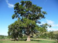 Gum - Flooded : Eucalyptus grandis