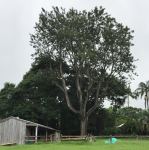 Silky Oak : Grevillia robusta