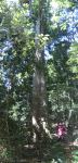 Moreton Bay Chestnut, Black Bean : Castanospermum australe