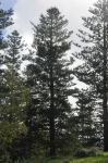 Pine - Norfolk Island : Araucaria heterophylla