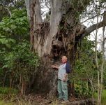 Gum - Forest Red : Eucalyptus tereticornis