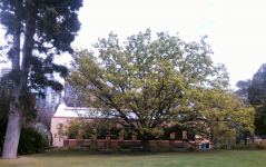 Oak - Daimyo  : Quercus dentata