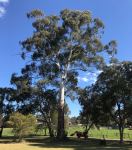 Gum - Candlebark, Ribbon White : Eucalyptus rubida