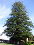 Pine - Norfolk Island : Araucaria heterophylla