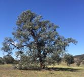 Apple - Argyle : Eucalyptus cinerea