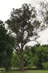 Gum - Grey Beaked : Eucalyptus longirostrata