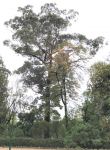 Gum - Bangaly, Southern Mahogany : Eucalyptus botryoides