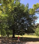 Oak - Daimo : Quercus dentata